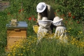 Bijen Camping La Chassagne